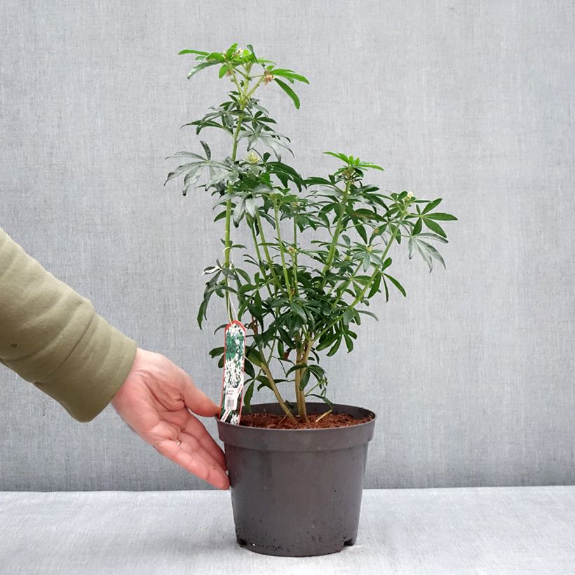 Example of Oranger du Mexique Green Fingers - Choisya ternata Pot de 2L/3L as you get in hiver