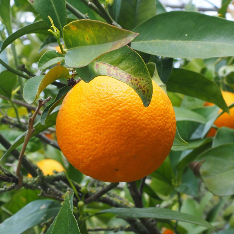 Oranger - Citrus sinensis (Récolte)