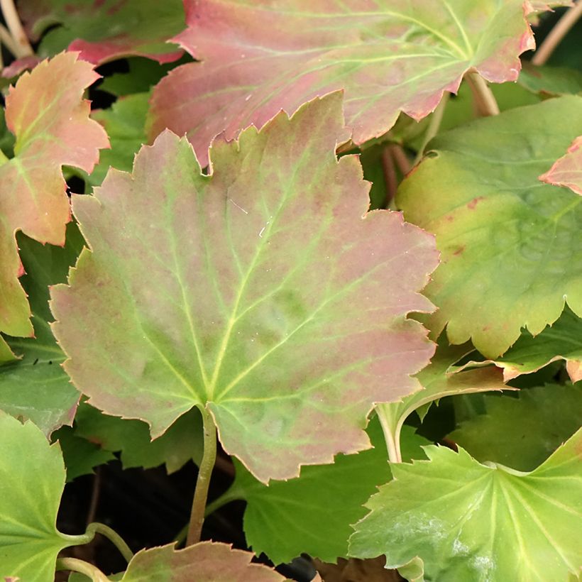 Oredenia Fusion of Fire (Feuillage)