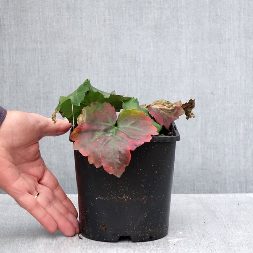 Spécimen de Oredenia Fusion of Fire Pot de 1,5L/2L tel que livré en automne