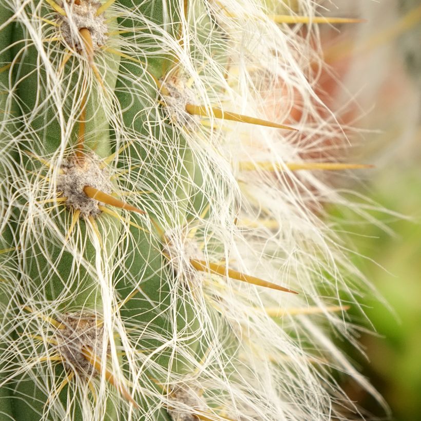 Oreocereus leucotrichus - Cactus cierge (Foliage)