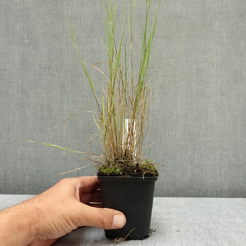 Spécimen de Orge à crinière - Hordeum jubatum Godet de 8/9 cm tel que livré en été
