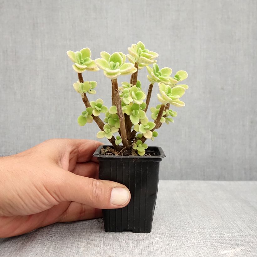 Example of Origan cubain - Plectranthus amboinicus Godet de 8/9 cm as you get in automne