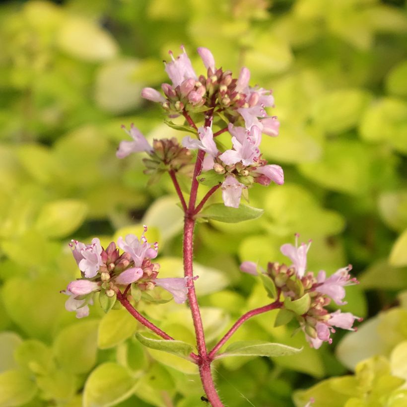 Origan doré Norton Gold - Origanum vulgare (Flowering)