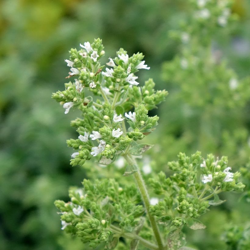 Origan Hot and Spicy  (Flowering)
