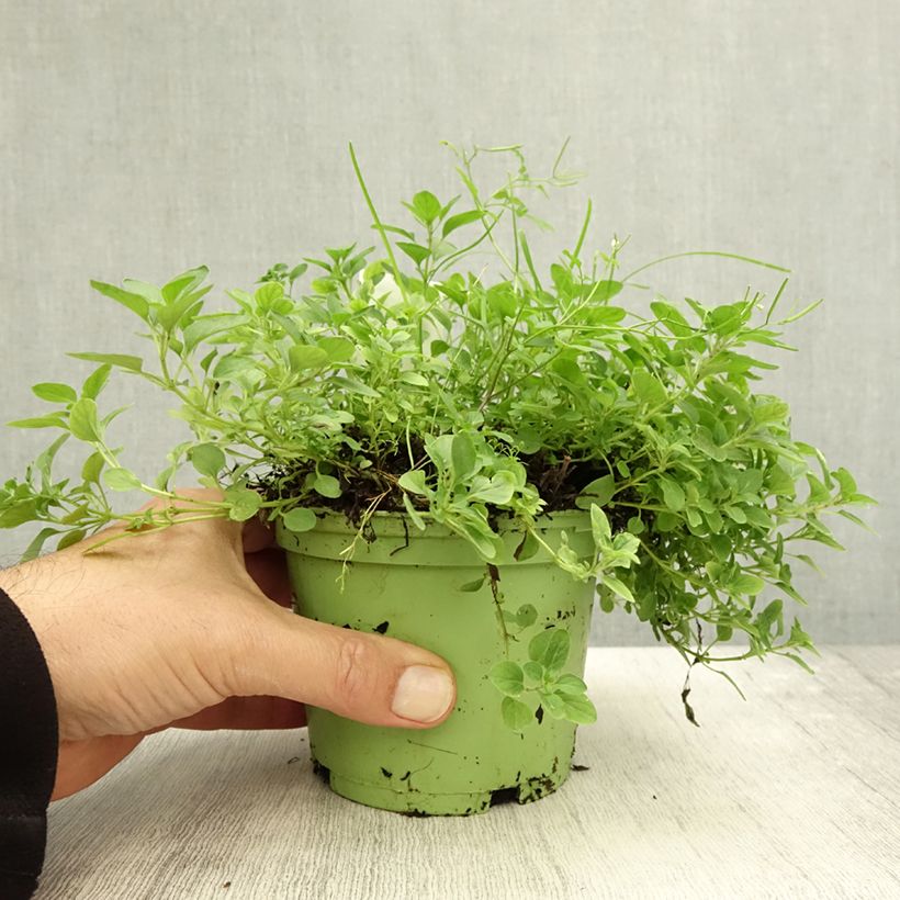 Spécimen de Origan - Marjolaine vivace  Pot de 1L/1,5L tel que livré en automne