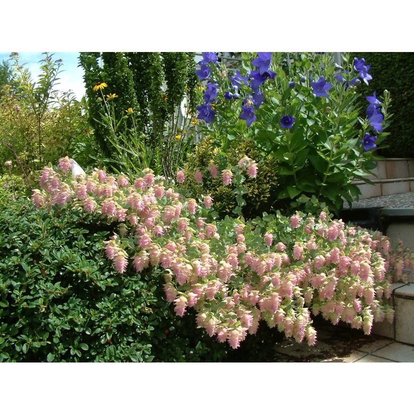 Origanum rotundifolium Kent Beauty - Origan, Marjolaine (Flowering)