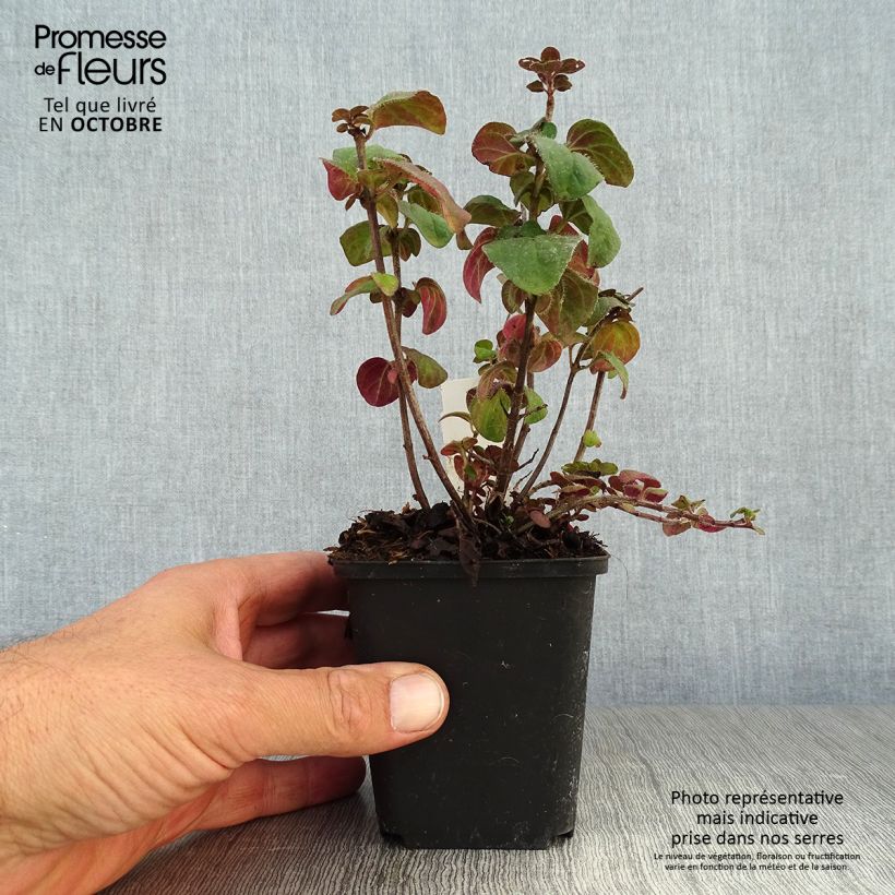 Spécimen de Origanum hybride Rosenkuppel, Origan, Marjolaine Godet de 8/9 cm tel que livré en automne