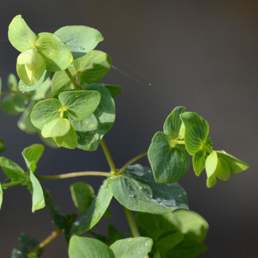 Origanum rotundifolium Kent Beauty - Origan, Marjolaine (Foliage)