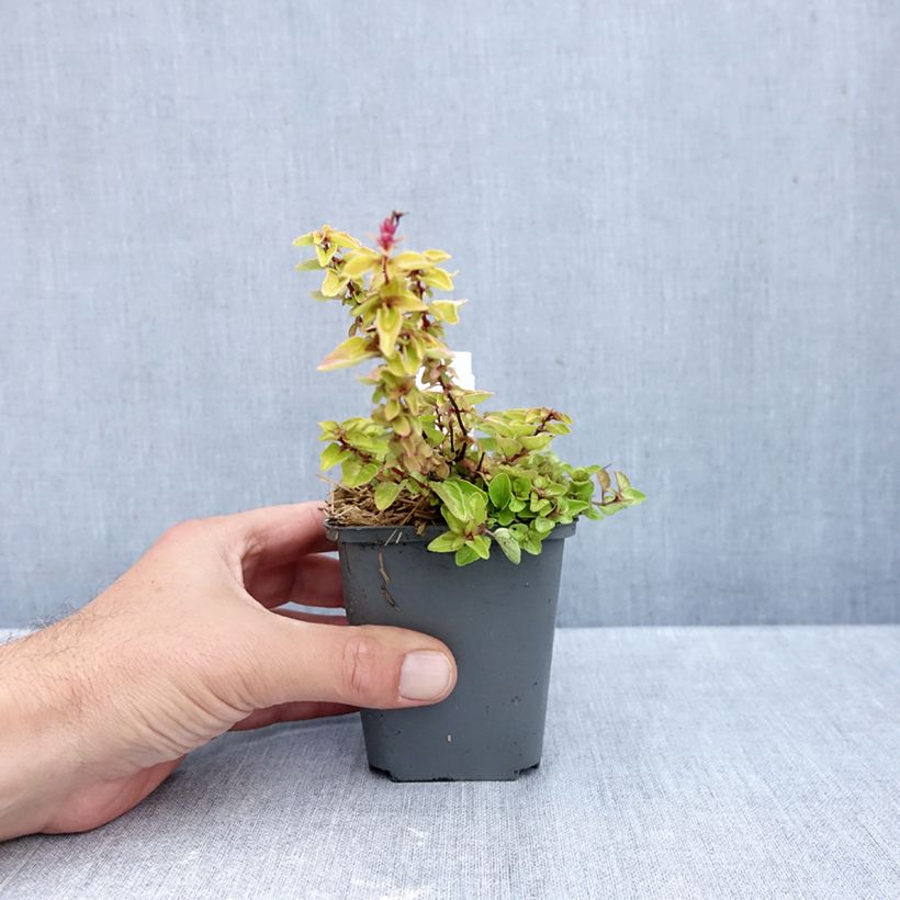 Spécimen de Origanum vulgare Thumbles Variety - Origan commun doré Godet de 8/9 cm tel que livré en automne