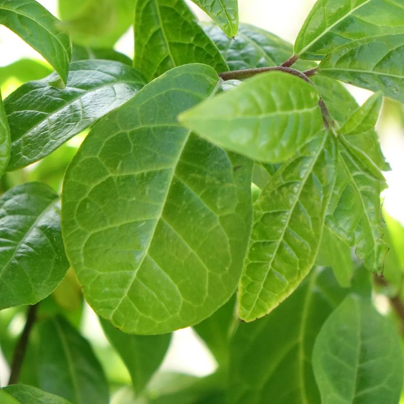 Orixa japonica (Feuillage)