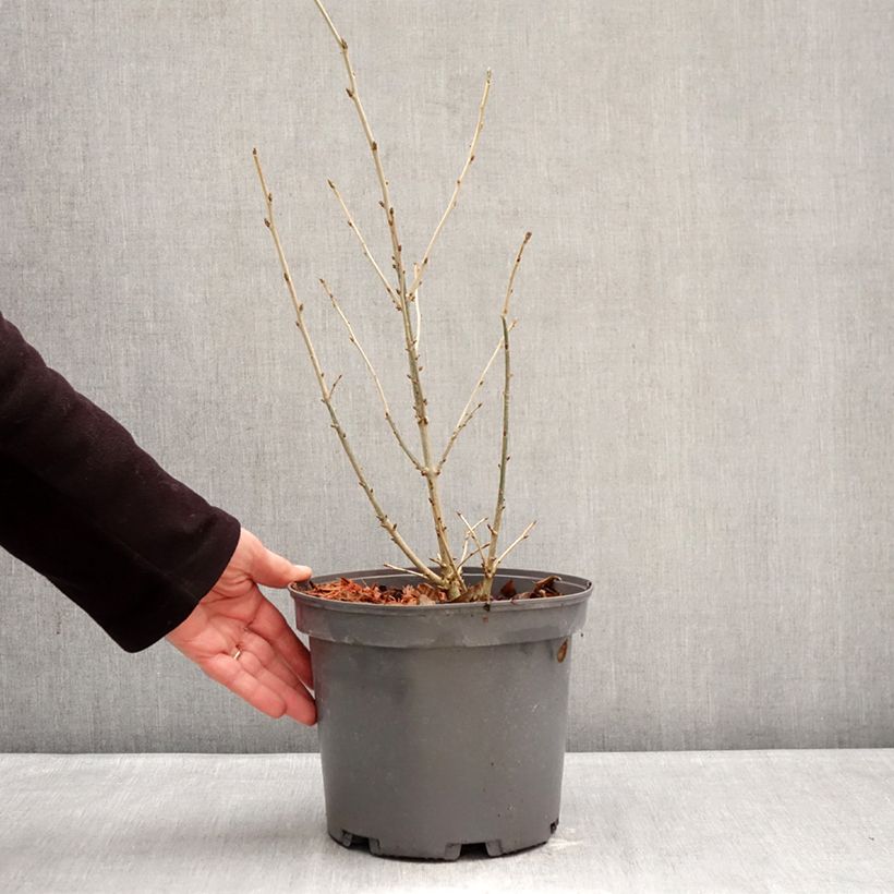 Spécimen de Orixa japonica Pot de 4L/5L tel que livré en hiver