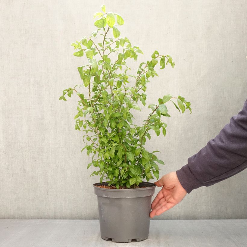 Spécimen de Orixa japonica Pot de 4L/5L tel que livré au printemps