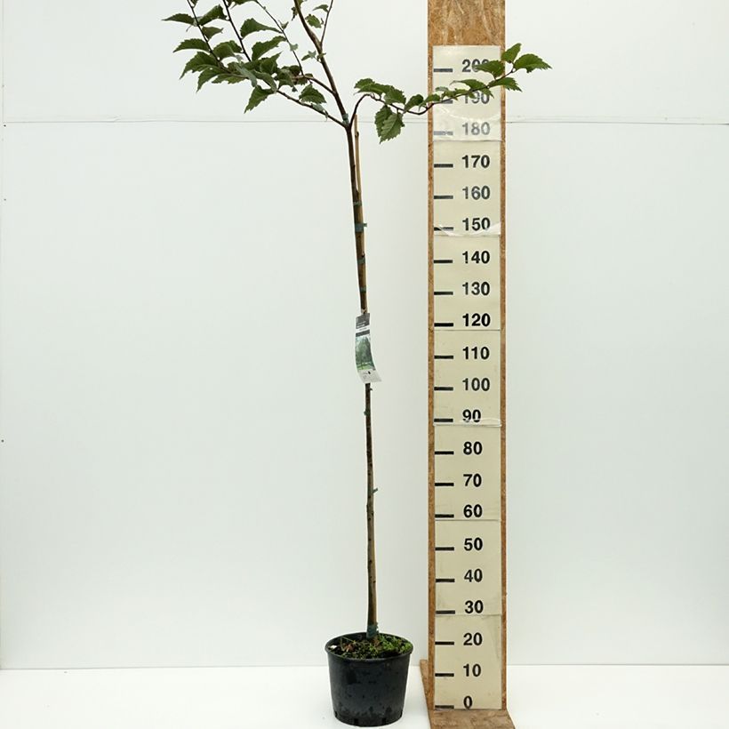 Spécimen de Orme commun - Ulmus glabra Pot de 7,5L/10L tel que livré en été