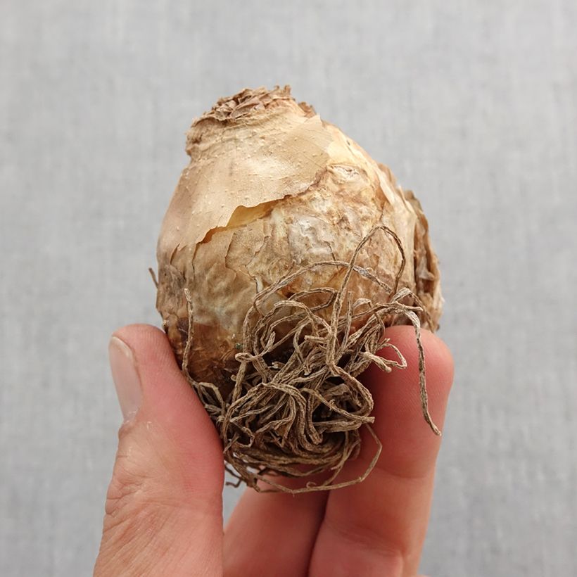 Example of Ornithogale saundersiae - Etoile de Bethléem Bulbe calibre 18+ as you get in printemps