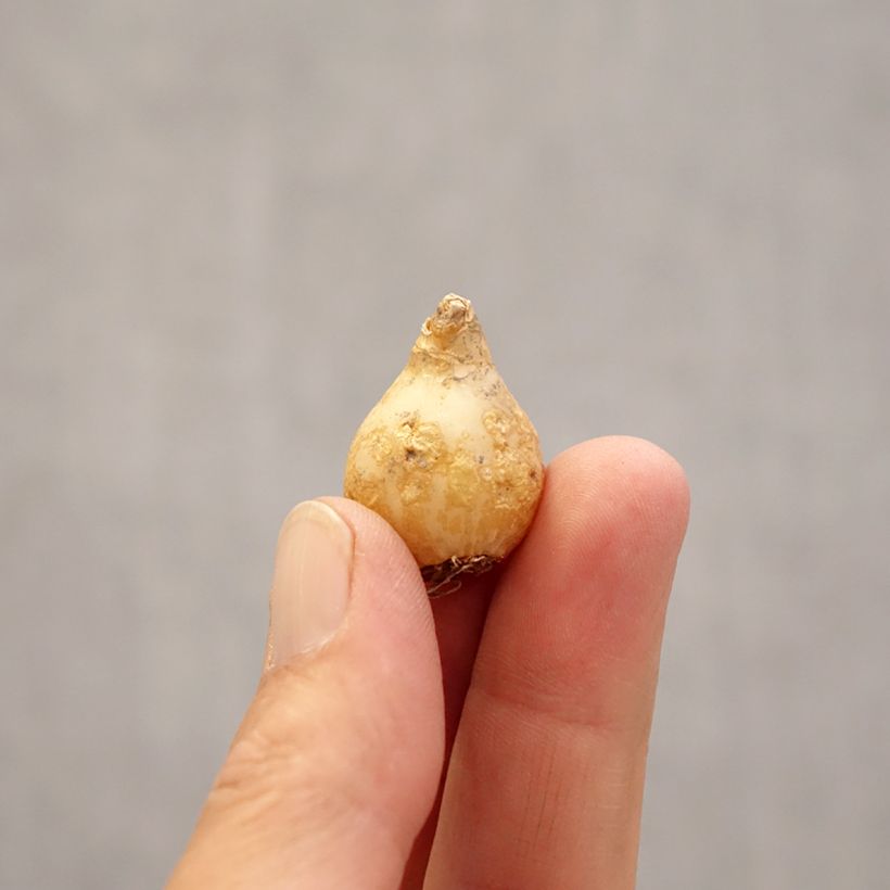 Example of Ornithogale umbellatum - Dame d'onze heures Bulbe calibre 6+ as you get in printemps