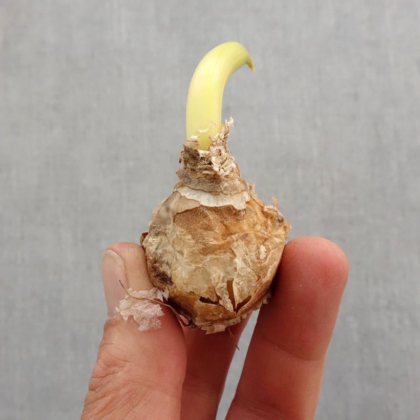 Spécimen de Ornithogalum arabicum - Étoile de Bethléem Bulbe calibre 12+ tel que livré au printemps