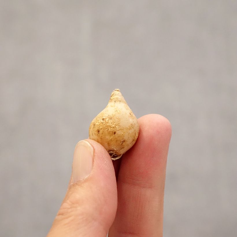 Spécimen de Ornithogalum nutans - Ornithogale penché Bulbe calibre 6+ tel que livré au printemps