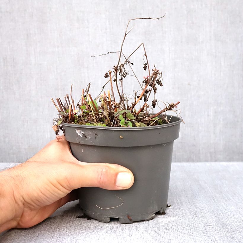 Spécimen de Oseille douce - Rumex scutatus en plants Pot de 1,5L/2L tel que livré en automne