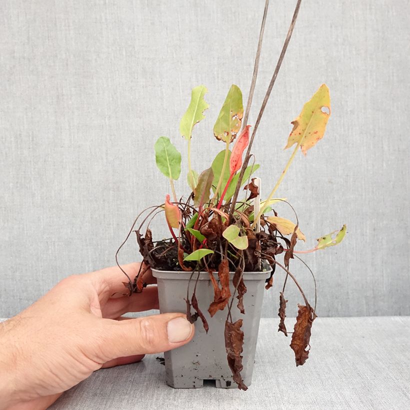 Spécimen de Oseille sauvage - Rumex acetosa Godet de 8/9 cm tel que livré en automne