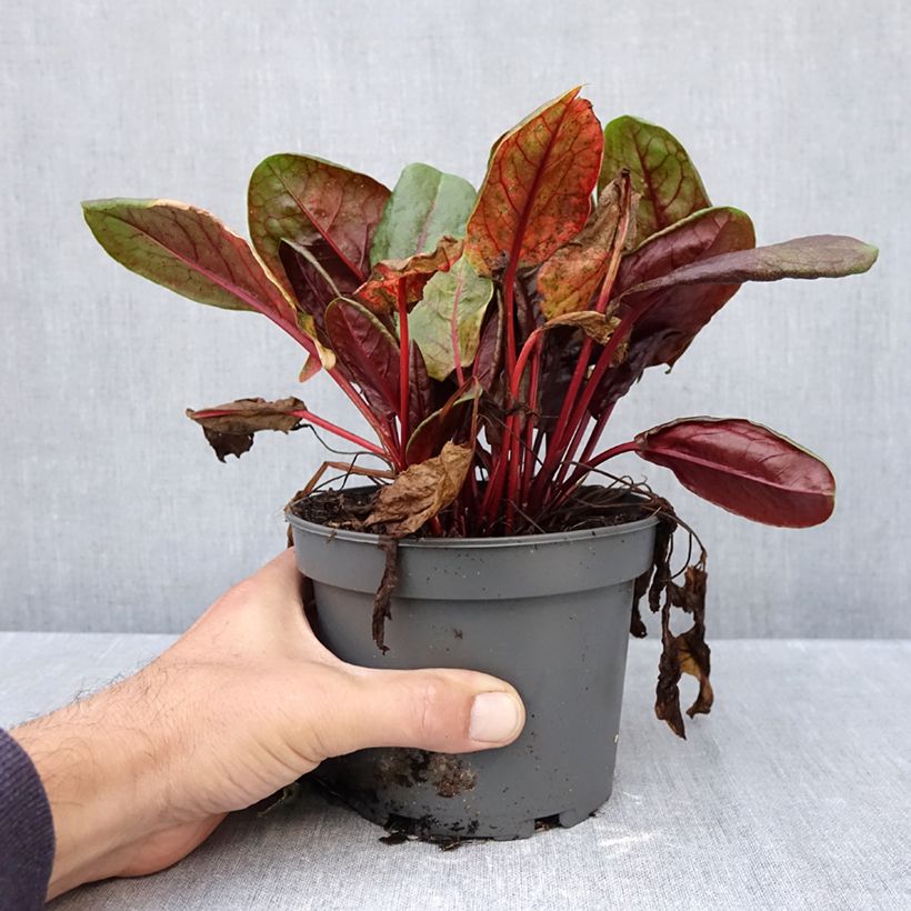 Spécimen de Oseille vierge rouge - Rumex arifolius Ruber Pot de 1,5L/2L tel que livré en automne