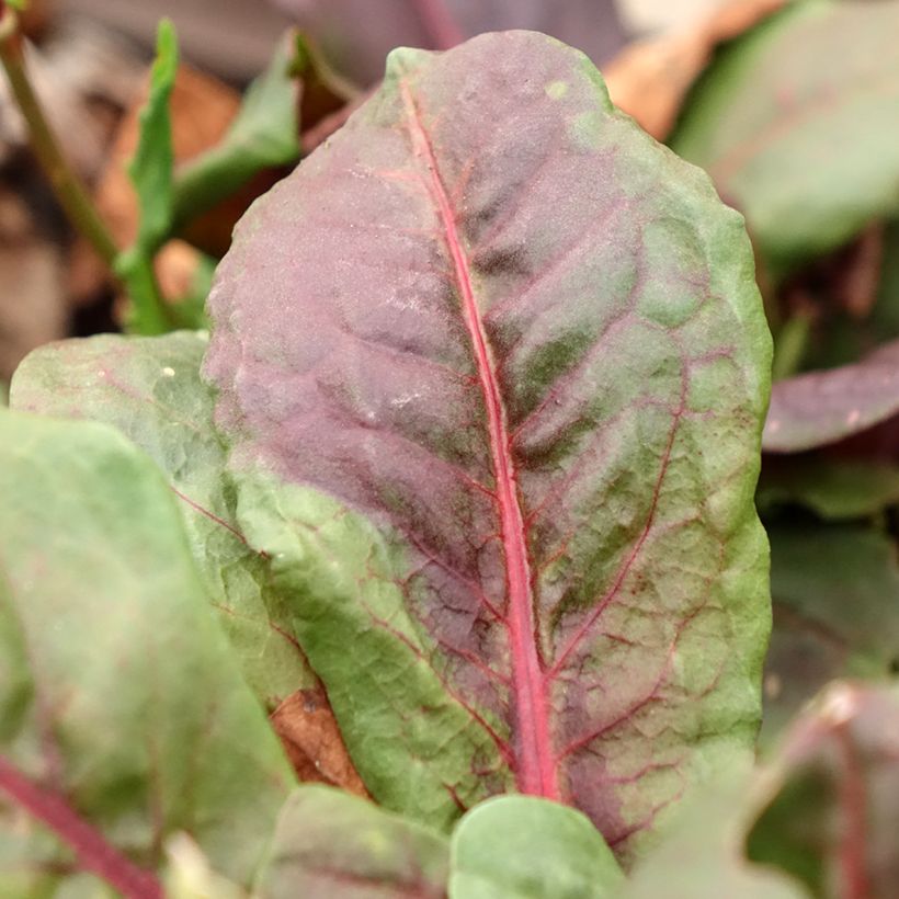 Oseille vierge rouge - Rumex arifolius Ruber (Foliage)