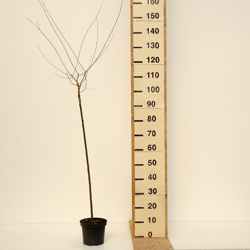 Example of Osier rouge pleureur - Salix purpurea Pendula Pot de 3L/4L, Tige as you get in printemps