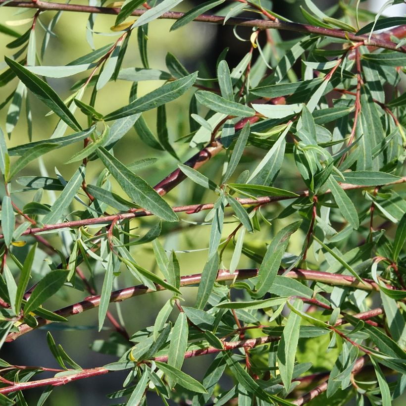 Osier rouge pleureur - Salix purpurea Pendula (Feuillage)