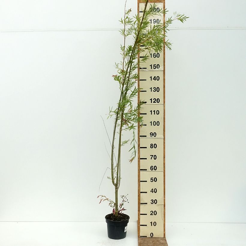 Spécimen de Osier rouge - Salix purpurea Howki Pot de 4L/5L tel que livré en été