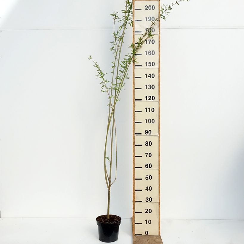 Spécimen de Osier rouge - Salix purpurea Howki Pot de 4L/5L tel que livré au printemps
