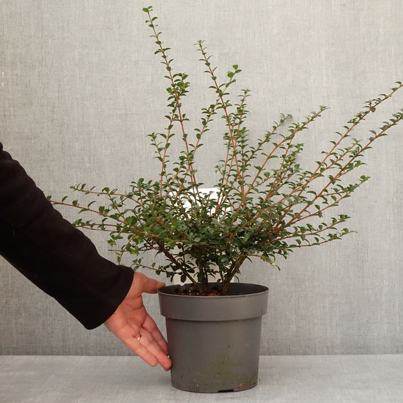 Example of Osmanthus delavayi Perfume of Nature - Osmanthe Pot de 3L/4L as you get in hiver