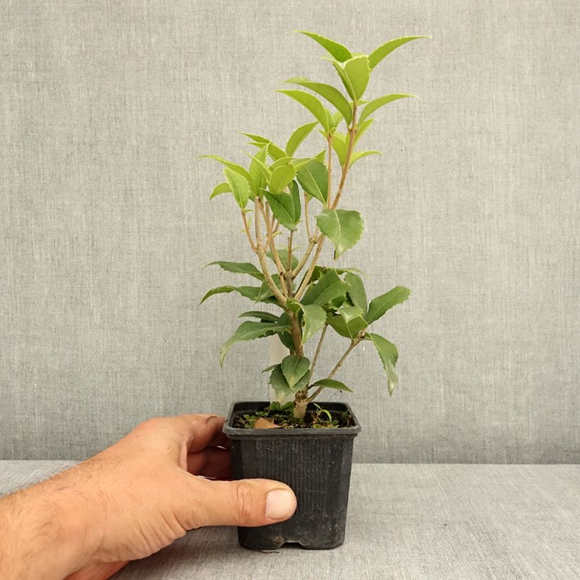 Spécimen de Osmanthus fortunei - Osmanthe de Fortune Godet de 8/9 cm tel que livré en été