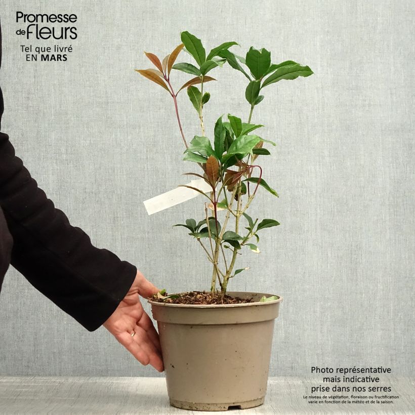 Example of Osmanthus fragrans Aurantiacus - Osmanthe parfumé Pot de 2L/3L as you get in printemps