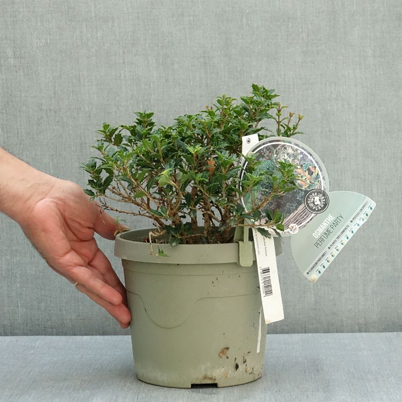 Spécimen de Osmanthus heterophyllus Perfume Party - Osmanthe Pot de 3L/4L tel que livré en été