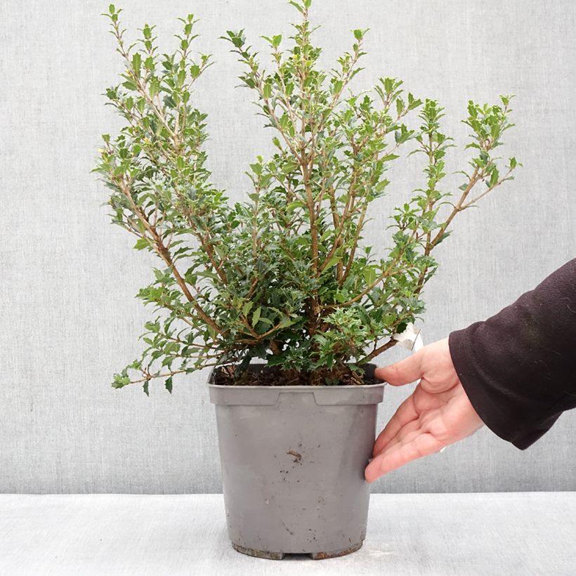 Example of Osmanthus heterophyllus Perfumed Princess - Osmanthe Pot de 4L/5L as you get in hiver