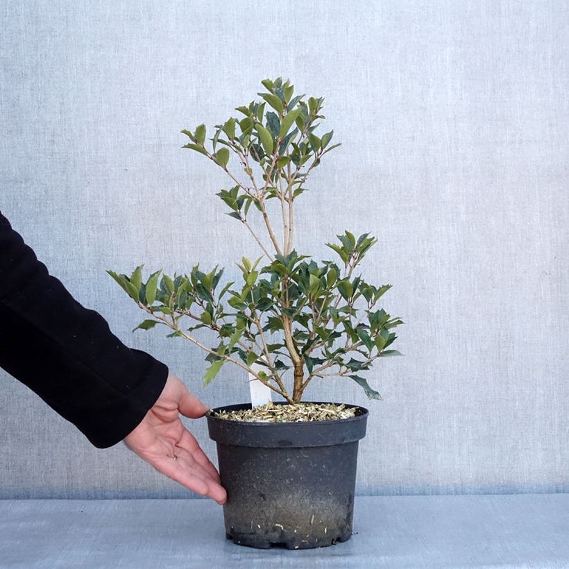Example of Osmanthus heterophyllus Purpureus Pot de 3L/4L as you get in hiver