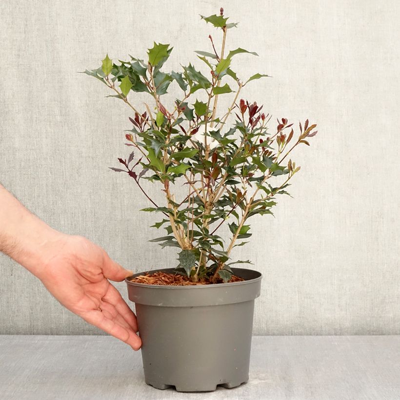 Spécimen de Osmanthus heterophyllus Purpureus Pot de 3L/4L tel que livré au printemps