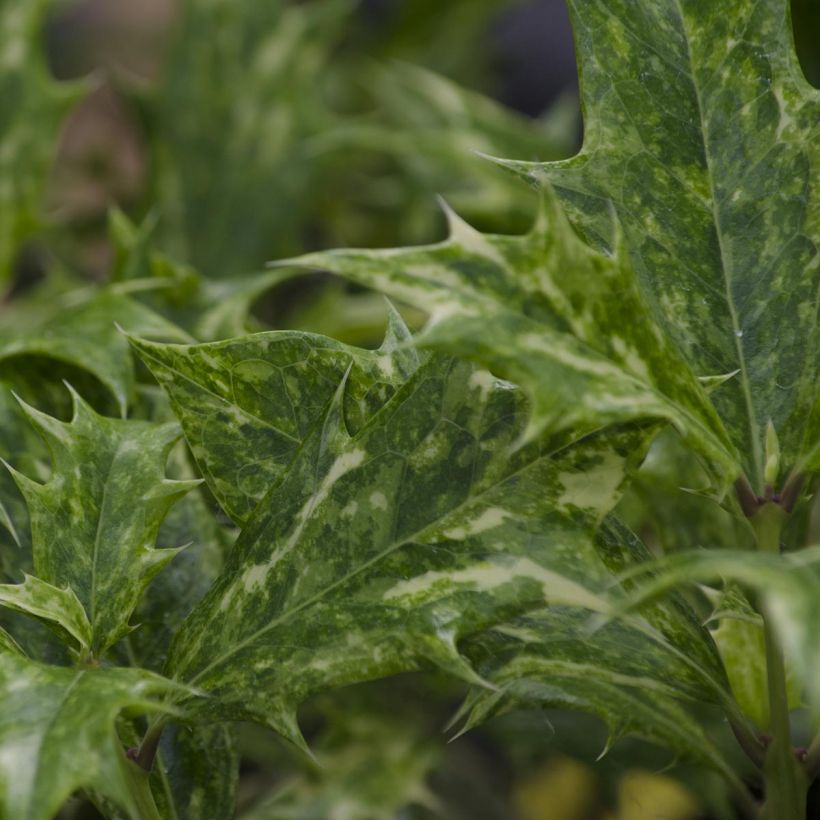 Osmanthus heterophyllus tricolor (Foliage)