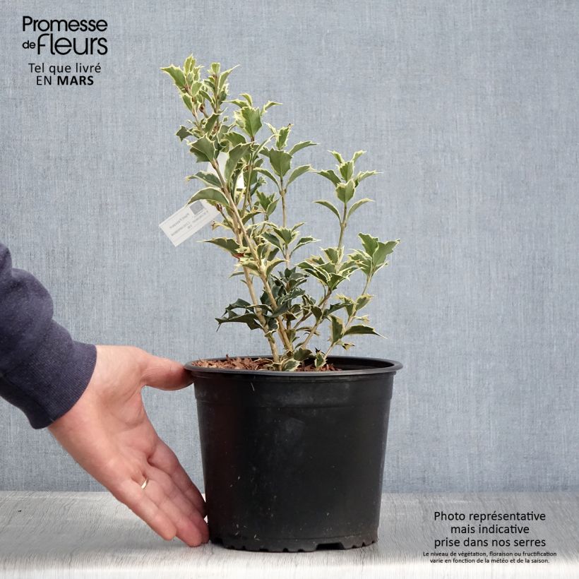 Example of Osmanthus heterophyllus Variegatus - Osmanthe panaché Pot de 3L/4L as you get in printemps