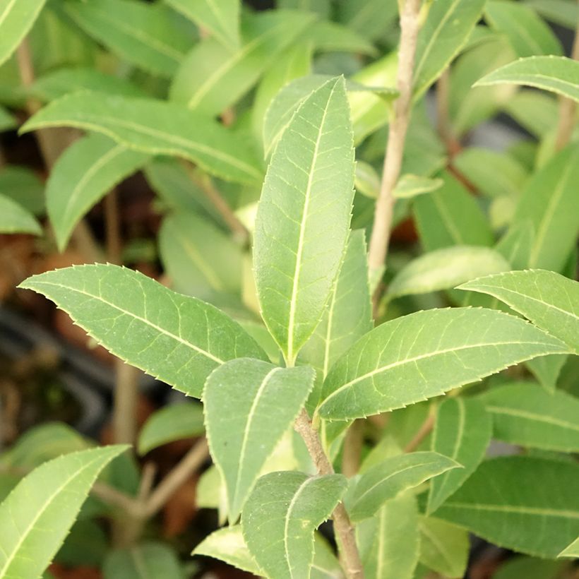 Osmanthus serrulatus - Osmanthe (Foliage)