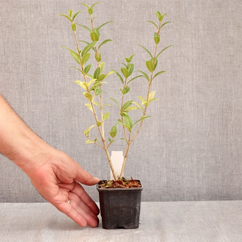 Spécimen de Osmanthus serrulatus - Osmanthe Godet de 8/9 cm tel que livré en été