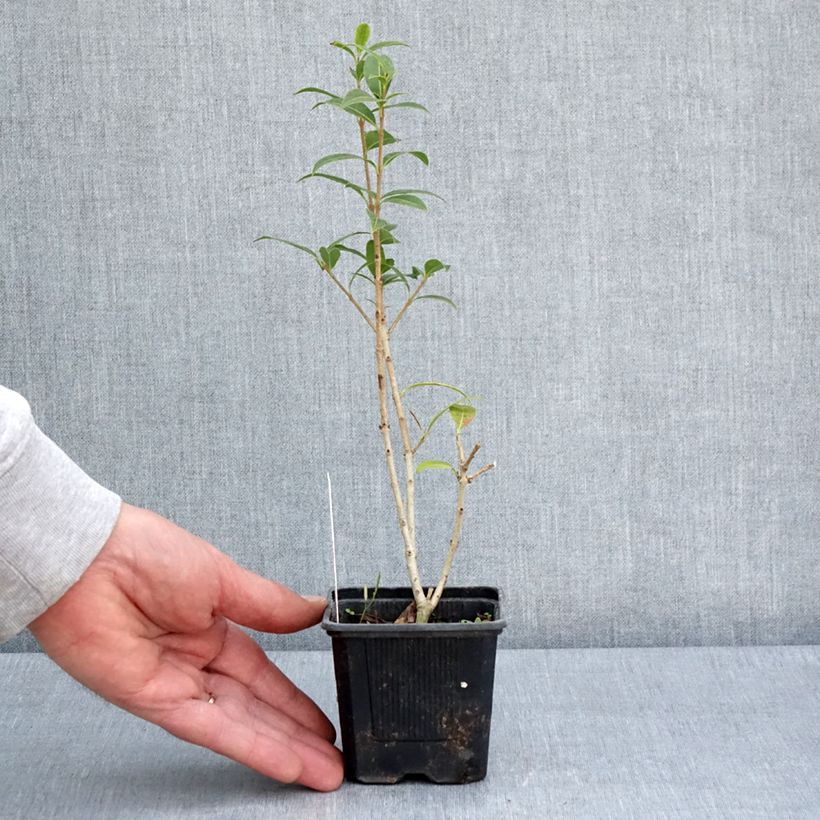 Example of Osmanthus serrulatus - Osmanthe Godet de 8/9 cm as you get in printemps