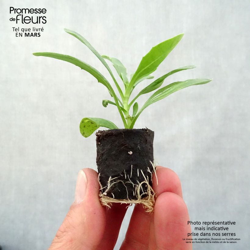 Spécimen de Osteospermum Dalina Inez Imp. Mini-motte Ø 3/4 cm tel que livré au printemps