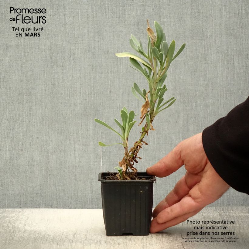 Example of Othonna ou Othonnopsis cheirifolia - Othonne à feuilles de giroflée Godet de 8/9 cm as you get in printemps