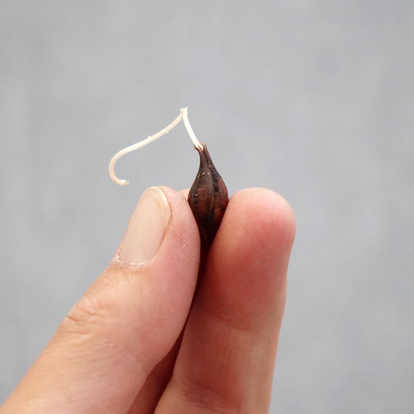 Example of Oxalis Double Pink Wonder Bulbe calibre I as you get in printemps