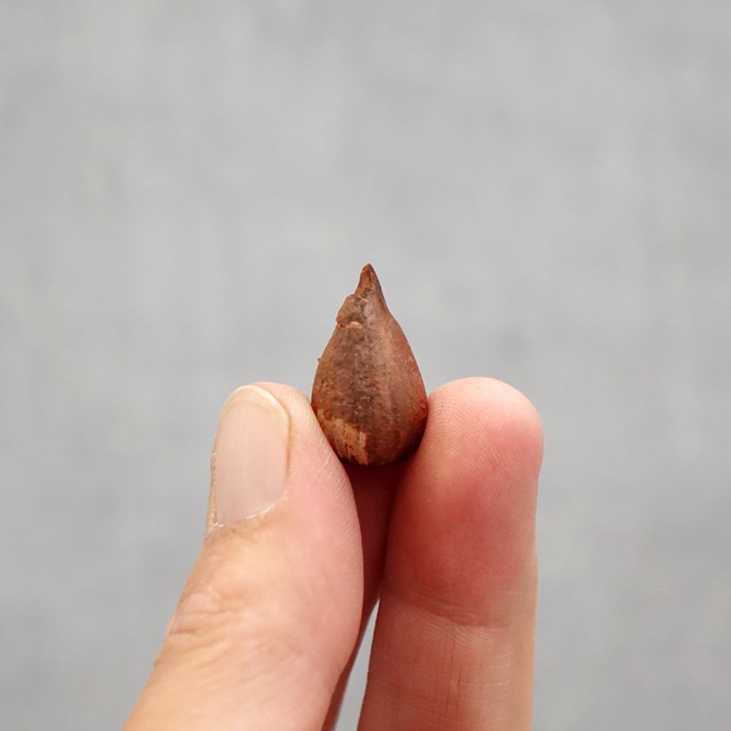 Spécimen de Oxalis Double Trouble Bulbe calibre I tel que livré au printemps