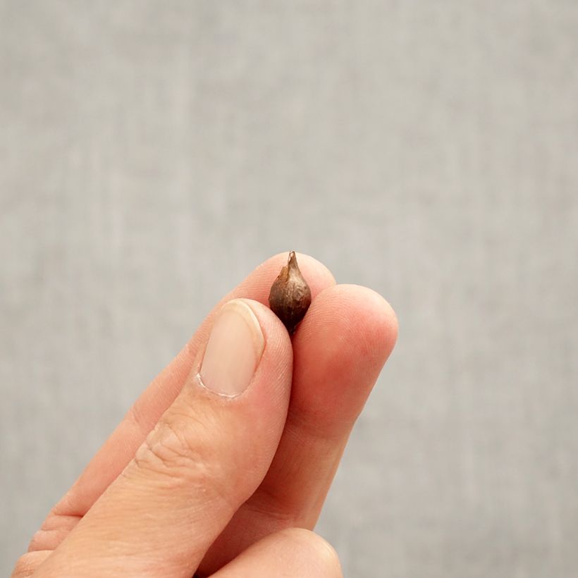 Example of Oxalis purpurea Alba Bulbe calibre I as you get in printemps