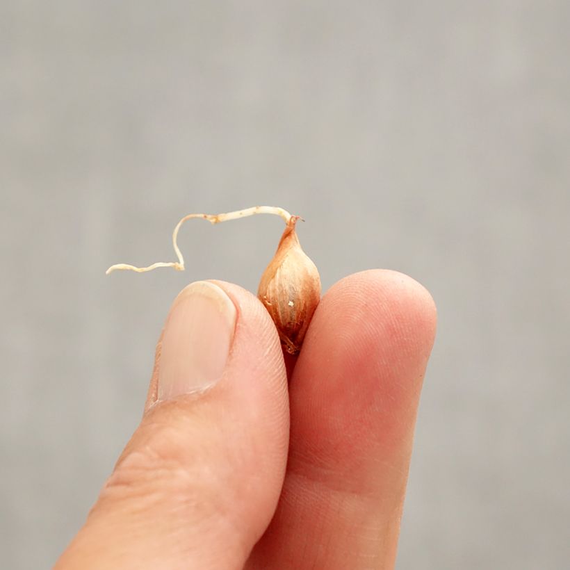 Example of Oxalis purpurea Garnet Bulbe calibre I as you get in printemps