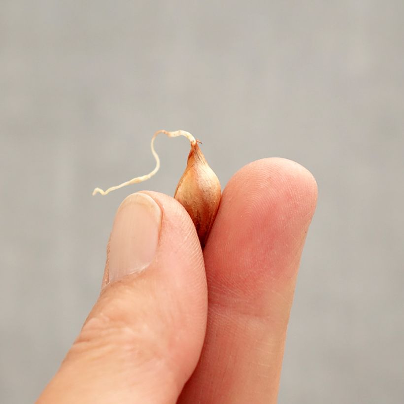 Example of Oxalis purpurea Ken Aslet Bulbe calibre I as you get in printemps