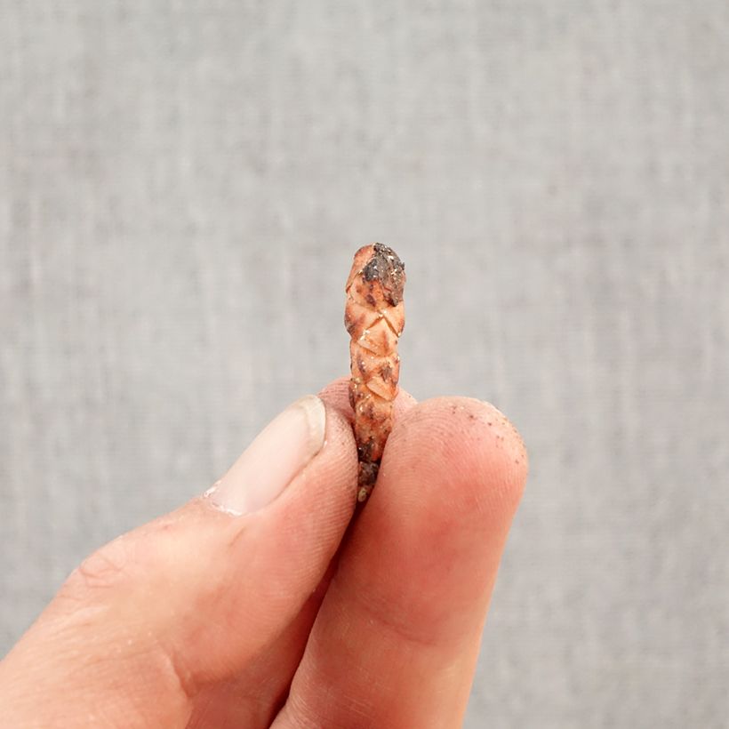 Spécimen de Oxalis triangularis Amber Bulbe calibre I tel que livré au printemps